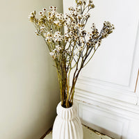 Naturally Dried Ixodia Mini Daisy / Mountain Daisy - White