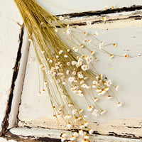 Dried Little Star / Baby Blue / Stardust / Baby Daisy / Star Daisy / Glixia