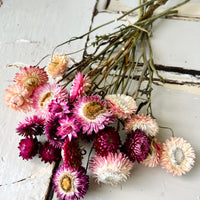 Naturally Dried Strawflower Daisy flower bunch - Helichrysum / Everlasting / Paper Daisy - stems / heads