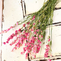 Naturally Dried Larkspur Flowers