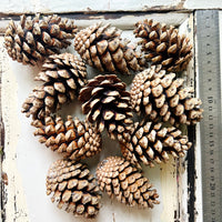 Naturally Dried Local Pine Cones