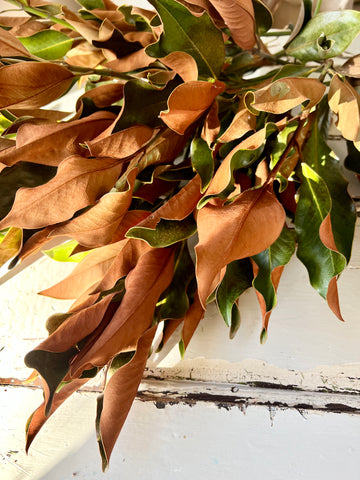 Naturally Dried Magnolia Grandiflora Foliage - natural brown green