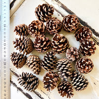 Naturally Dried Local Pine Cones