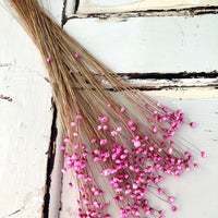 Dried Little Star / Baby Blue / Stardust / Baby Daisy / Star Daisy / Glixia