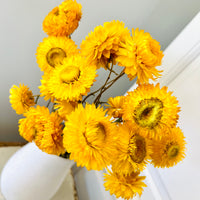 Naturally Dried Strawflower Daisy flower bunch - Helichrysum / Everlasting / Paper Daisy - stems / heads
