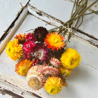 Naturally Dried Strawflower Daisy flower bunch - Helichrysum / Everlasting / Paper Daisy - stems / heads