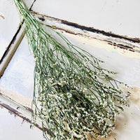 Preserved Crystal Grass / Caspea