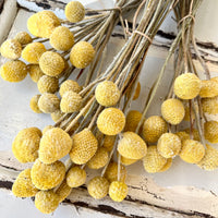 自然干燥的比利纽扣/金花菜 - 黄色