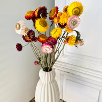 Naturally Dried Strawflower Daisy flower bunch - Helichrysum / Everlasting / Paper Daisy - stems / heads