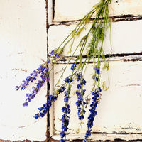 Naturally Dried Larkspur Flowers