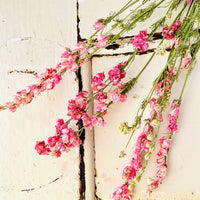 Naturally Dried Larkspur Flowers