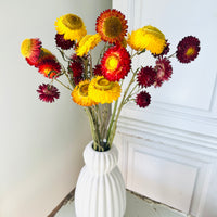 Naturally Dried Strawflower Daisy flower bunch - Helichrysum / Everlasting / Paper Daisy - stems / heads