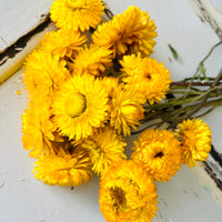 Naturally Dried Strawflower Daisy flower bunch - Helichrysum / Everlasting / Paper Daisy - stems / heads