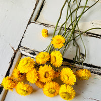 Naturally Dried Strawflower Daisy flower bunch - Helichrysum / Everlasting / Paper Daisy - stems / heads
