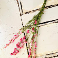 Naturally Dried Larkspur Flowers