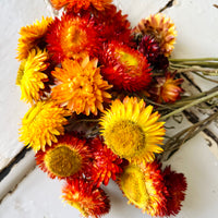 Naturally Dried Strawflower Daisy flower bunch - Helichrysum / Everlasting / Paper Daisy - stems / heads