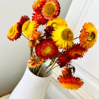 Naturally Dried Strawflower Daisy flower bunch - Helichrysum / Everlasting / Paper Daisy - stems / heads