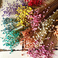 Dried Little Star / Baby Blue / Stardust / Baby Daisy / Star Daisy / Glixia