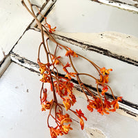 Preserved / Naturally Dried Kangaroo Paw