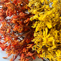 Preserved / Naturally Dried Kangaroo Paw