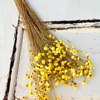 Dried Little Star / Baby Blue / Stardust / Baby Daisy / Star Daisy / Glixia