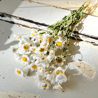 天然干燥的 Rhodanthe 永生雏菊花束