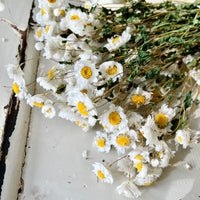 Naturally Dried Rhodanthe Everlasting Daisy