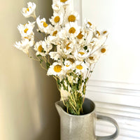 Naturally Dried Rhodanthe Everlasting Daisy