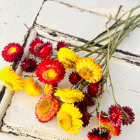 Naturally Dried Strawflower Daisy flower bunch - Helichrysum / Everlasting / Paper Daisy - stems / heads