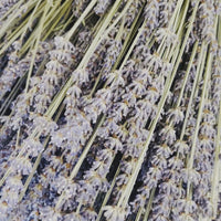 天然干燥薰衣草束-蓝紫色