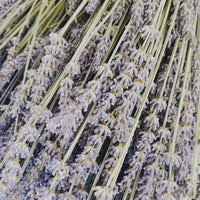 Naturally Dried Lavender bunch - blue purple