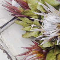 Naturally Dried Banksia & King Protea & Protea - Australian Native