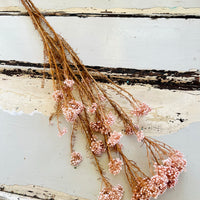 Preserved Rice Flower