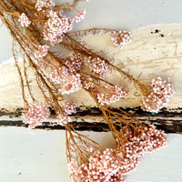 保鲜米花