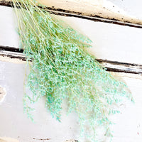 Light coloured Preserved Limonium | Misty | Sea Lavender