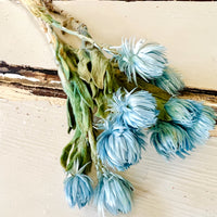 Preserved Heath Aster | Rock Flower