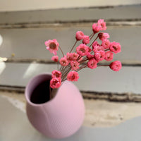 Dried Little Star | Mountain Daisy bunch | dried flowers - FLEURI flowers