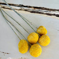 Naturally Dried Billy Button / Craspedia - Yellow