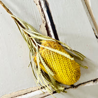 Naturally Dried Banksia & King Protea & Protea - Australian Native