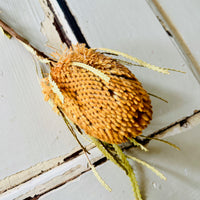 Naturally Dried Banksia & King Protea & Protea - Australian Native