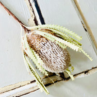 Naturally Dried Banksia & King Protea & Protea - Australian Native