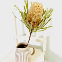 Naturally Dried Banksia & King Protea & Protea - Australian Native