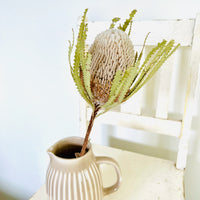 Naturally Dried Banksia & King Protea & Protea - Australian Native