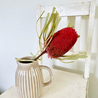 Naturally Dried Banksia & King Protea & Protea - Australian Native