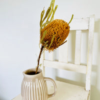 Naturally Dried Banksia & King Protea & Protea - Australian Native