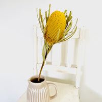 Naturally Dried Banksia & King Protea & Protea - Australian Native