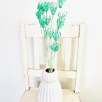 Naturally Dried / Coloured Nigella Flower