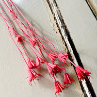 Naturally Dried / Coloured Nigella Flower