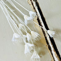 Naturally Dried / Coloured Nigella Flower