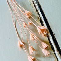 Naturally Dried / Coloured Nigella Flower